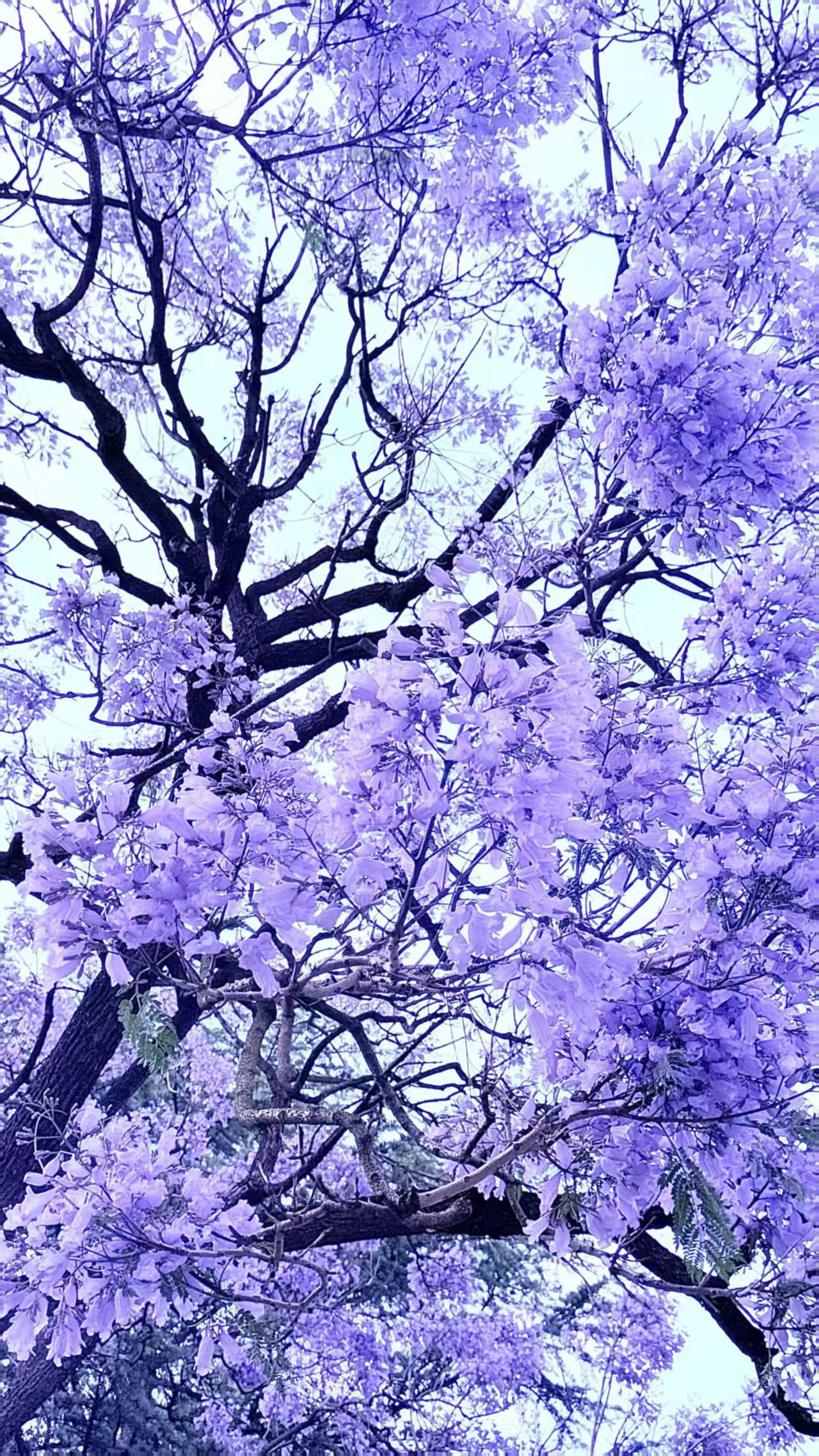 蓝花楹近景