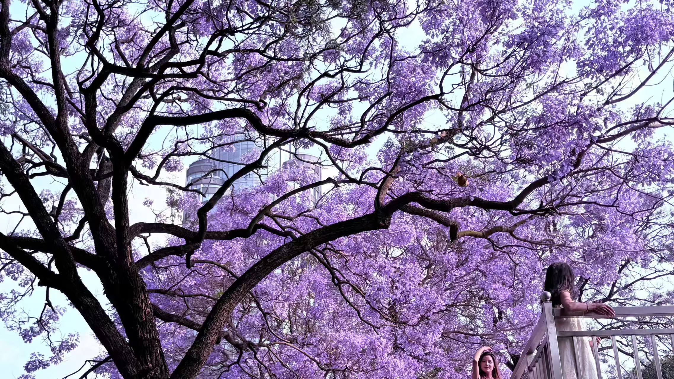 蓝花楹树下