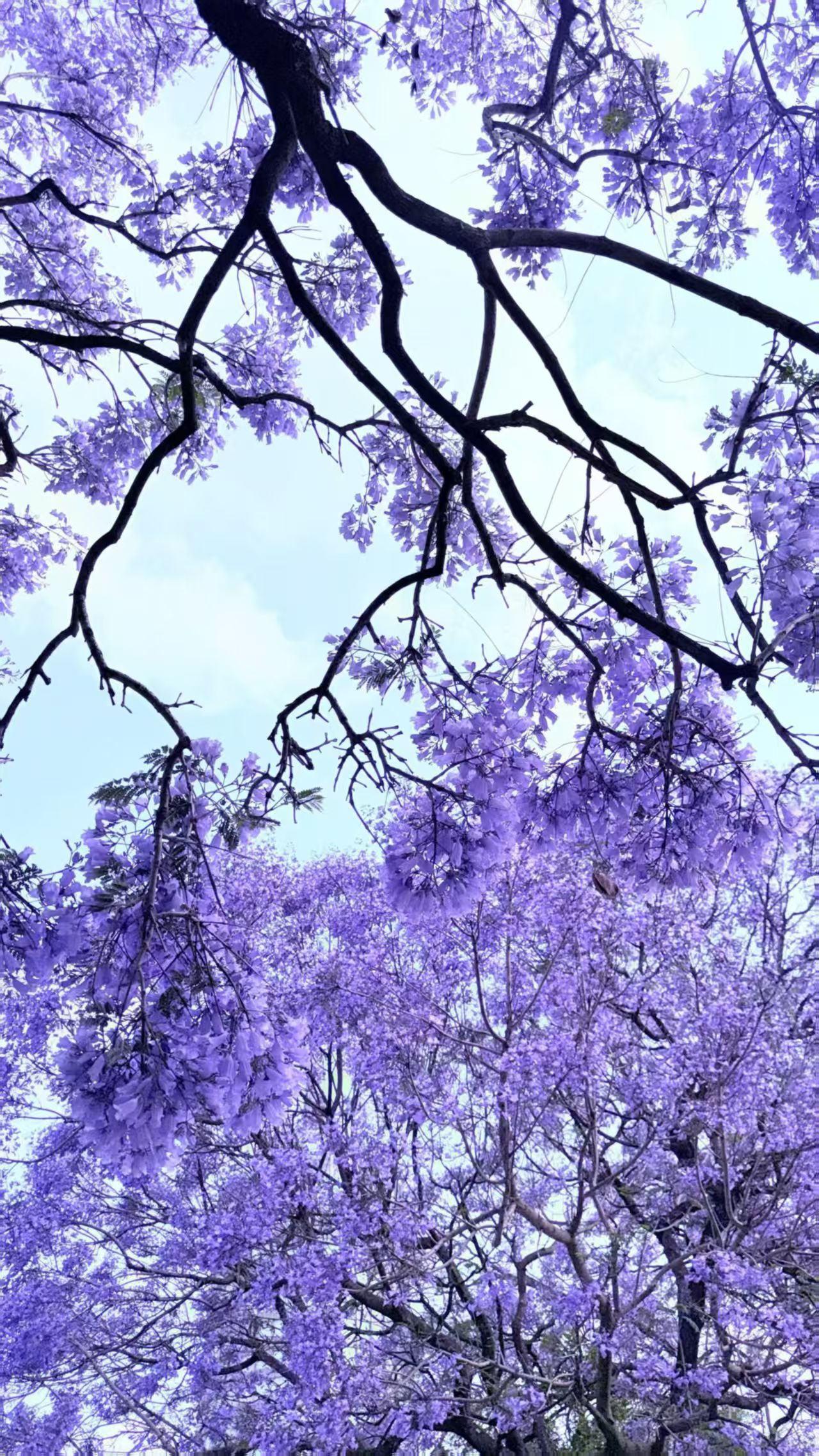 蓝花楹枝条